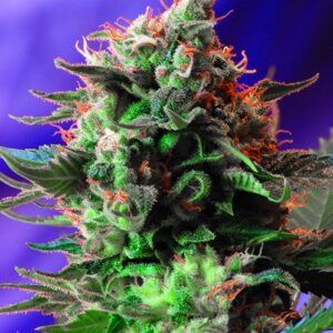 Jack 47 - feminizovaná semínka 10 ks Sweet Seeds
