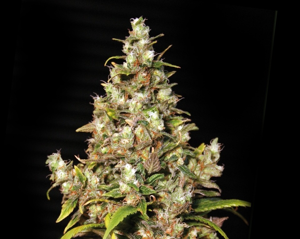 Monster – 6ks feminizovaná semena Eva Seeds
