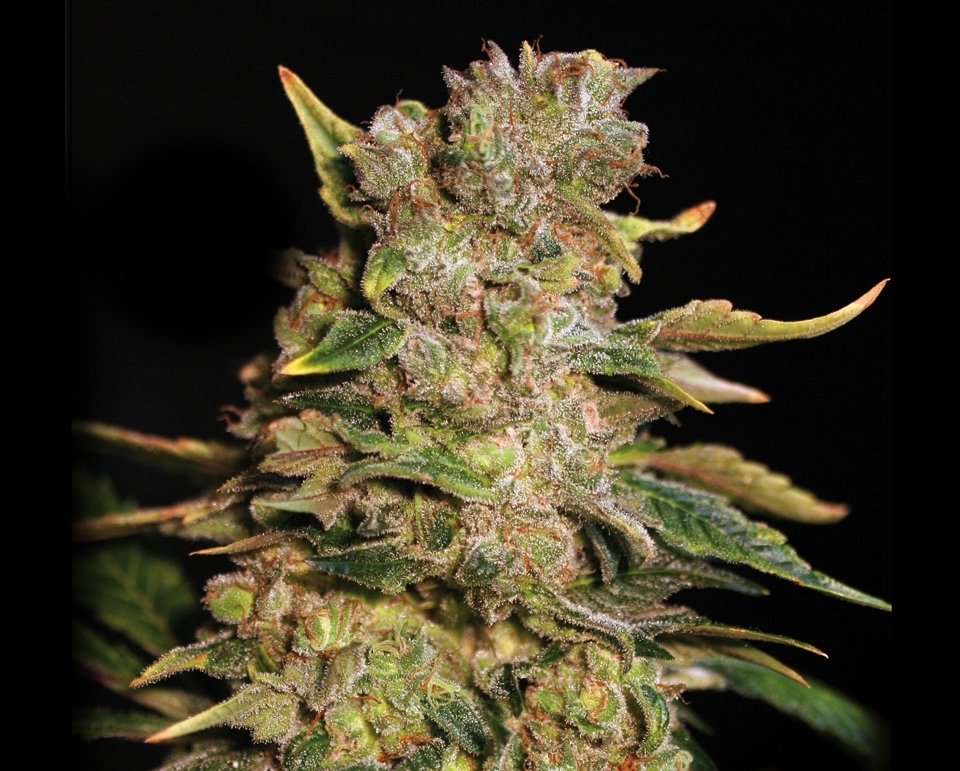 TNT Kush – 6ks feminizovaná semínka Eva Seeds