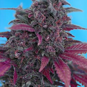 Dark Devil Auto - fem. a samonakvétací semínka 10ks Sweet Seeds