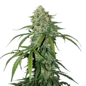 CBD 1:1 Silver Lime Haze samonakvétací semena 5 ks Seedstockers
