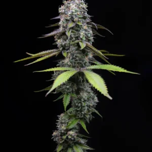 Zoap feminized seeds