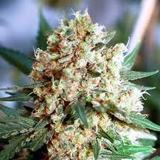 Northern Light - 10 ks fem. a samonakvétacích semen Growshop