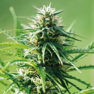 Sweet Tooth Auto – 3ks autoflower semínka Barney Farms