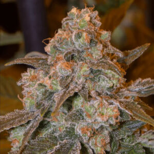 Gorilla Frost - feminizované semena 10ks, Silent Seeds