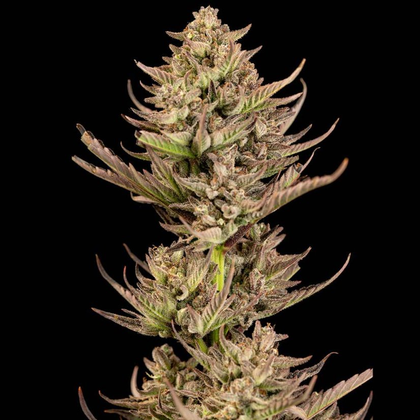 Purple Punch F1 Fast Feminizovaná Semínka - 1