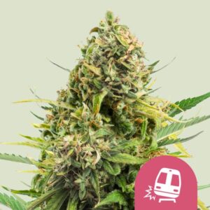 Trainwreck feminized seeds - 1