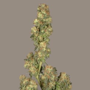 Super Haze - feminizovaná semínka 5ks Dutch Passion