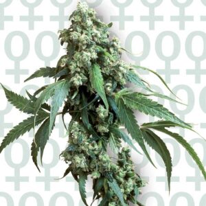 Jack Flash n.5 - feminizovaná semínka 5ks Sensi Seeds