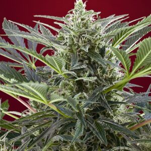 Cream 47 – feminizovaná semínka 10 ks Sweet Seeds