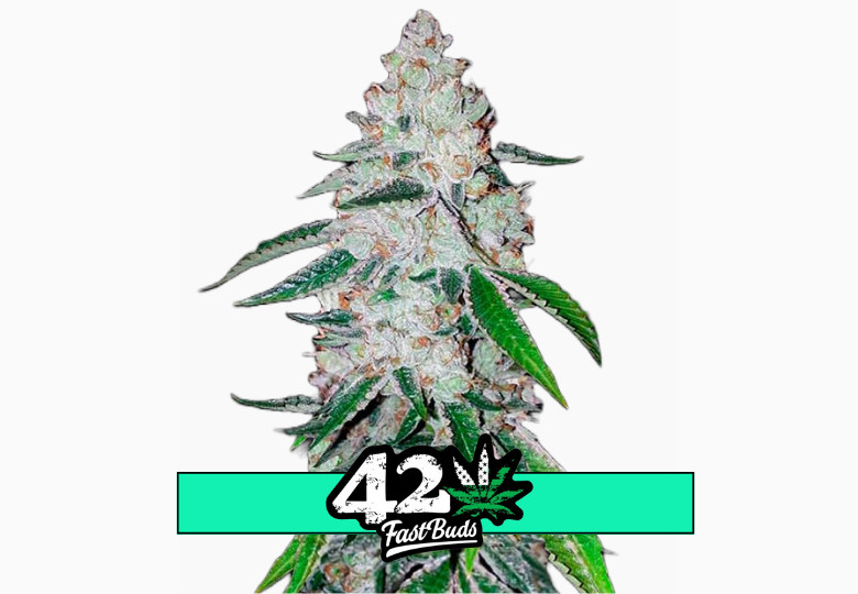 West Coast O.G. Auto - samonakvétací semena marihuany 10 ks Fast Buds