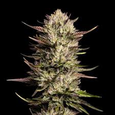 Purple Oreoz F1 Feminizovaná Semínka - 1