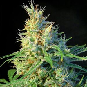 Psicodelicia – feminizovaná semínka 10 ks Sweet Seeds