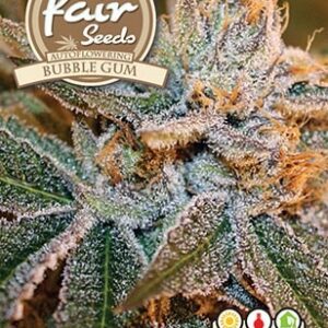 Bubble Gum - 5ks feminizovaná semínka Fair Seeds