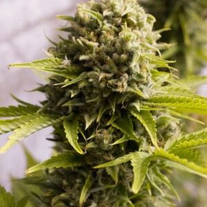 Bubba Cheese Auto - fem. a samonakvétací semínka 3ks Humboldt