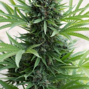 Sour Diesel Auto - fem. a samonakvétací semínka 3ks Humboldt O.S.