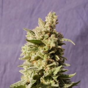 Mataro Blue - 3ks feminizovaná semínka Kannabia Seeds