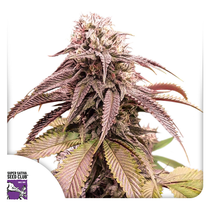 Strawberry Cookies - feminizovaná semena 8 ks, Super Sativa Seed Club